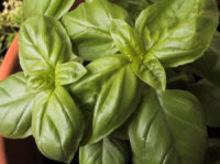 How To Plant And Care For Basil, How To Grow Basil